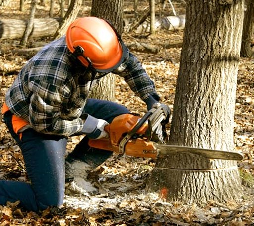 Tree Removal in Squirrel Island, ME